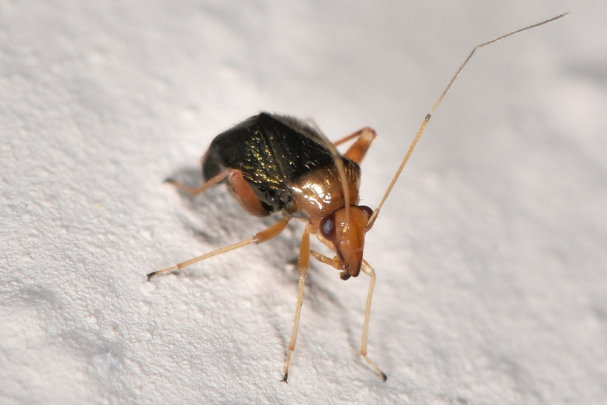 Miridae: Halticus sp.?  S !